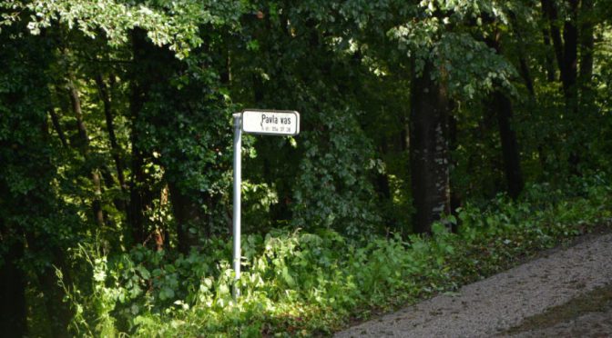 Na območju Radeč in Mokronoga veter podrl okoli 7000 m3 drevja