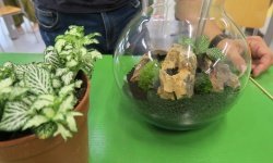 Z Miho Leitingerjem izdelovali rastlinske terarije, Zmajevke in Mozaike