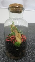 Z Miho Leitingerjem izdelovali rastlinske terarije, Zmajevke in Mozaike