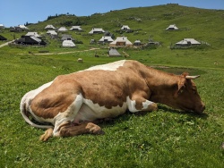 FOTO: Planinski izlet na Veliko planino