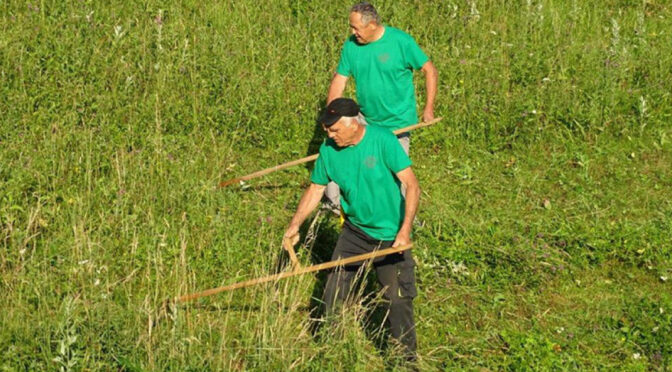 Na Lisci tradicionalna košnja, v Telčah Telška žetev
