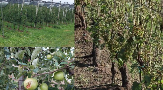 V krški in brežiški občini po toči poškodovanih 1200 hektarjev površin