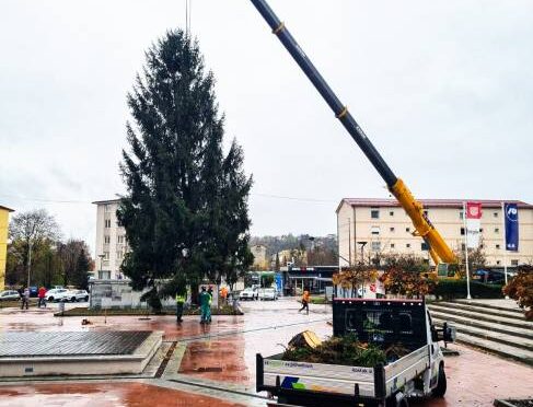 Na videmskem trgu že stoji 17-metrska smreka