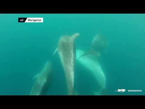 24UR | Usoda delfinke: Zapletena v mrežo, pomoč ni bila prava rešitev | POP TV