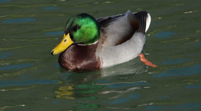 Zimski popis vodnih ptic na Sotli