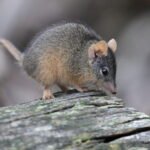 Antechinus swainsonii
