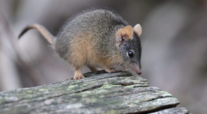 Antechinus swainsonii
