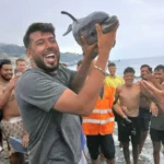 Migrant delfin