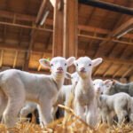 Lambs looking front wooden barn