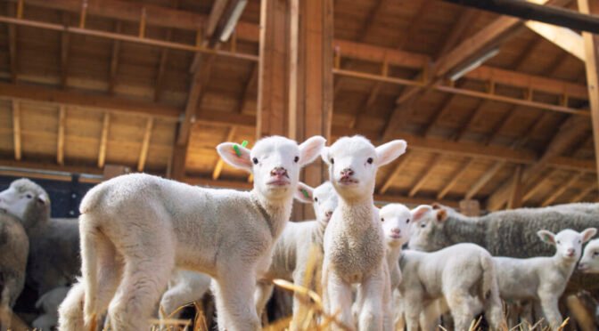 Lambs looking front wooden barn