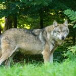 Pixel mixer wolf 1583200
