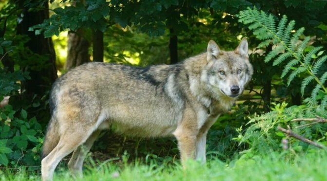 Pixel mixer wolf 1583200